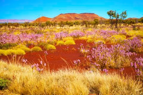 Karajini National Park, Pink Mulla Mulla flowers, Wildflowers, Outback, Holidays Stock Photos