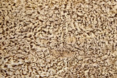 Karakul brown Stock Photos