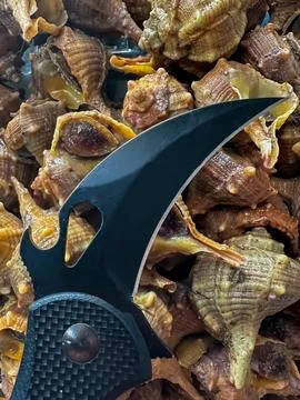 Karambit knife shell art Stock Photos