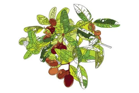 Karanda fruit and leaf Stock Illustration