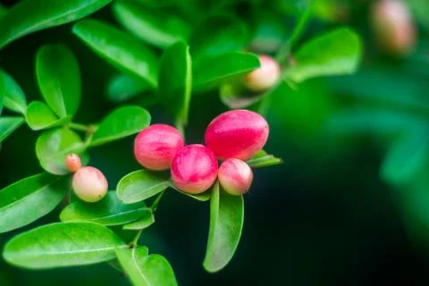 Karanda is herb,on tree Stock Photos