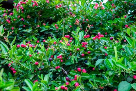 Karanda is herb,on tree Stock Photos