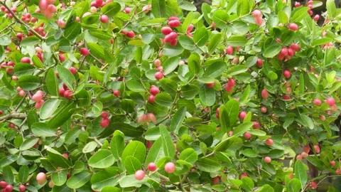 Karanda plant Stock-Footage 342280668