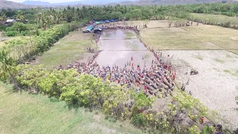 Karapan Kerbau Stock Footage 91864872