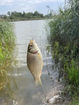 КАРАСИК 库存照片
