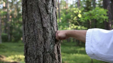Karate punch to the tree trunk. Stock Footage 283143895