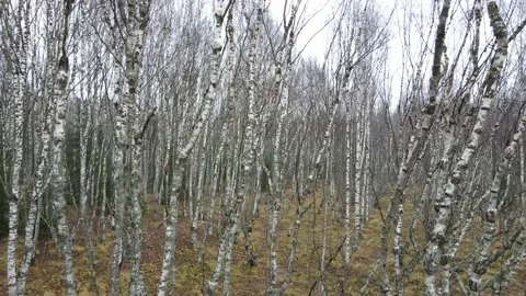 Karelian birch 動画素材 164280200