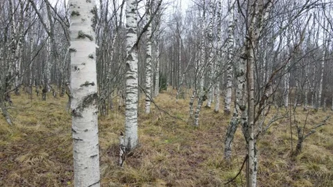 Karelian birch 動画素材 164280233