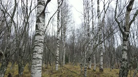 Karelian birch 動画素材 164280240