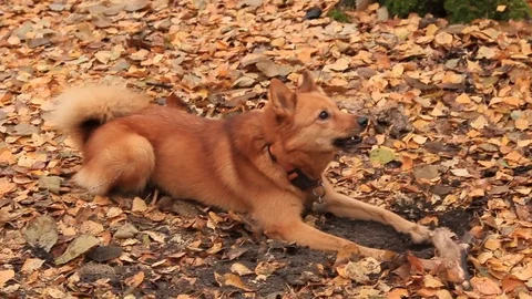 Karelian laika is digging the ground Stock Footage 120161325