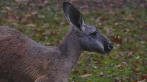 Kargaroo close up Stock Footage 43747252