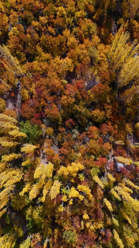 Kargil’s fall symphony captured perfectly in vertical aerial drone footage. Stock Footage 310665373
