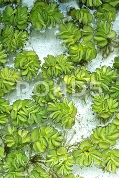 Kariba Weed Stock Photos