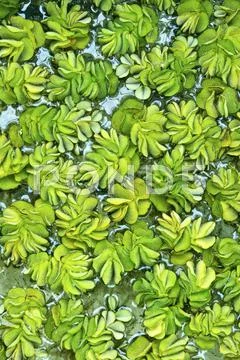Kariba Weed Stock Photos