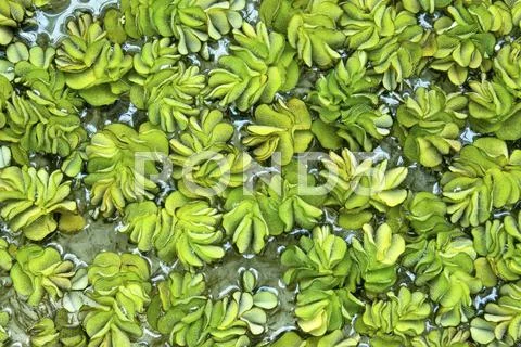 Kariba Weed Stock Photos