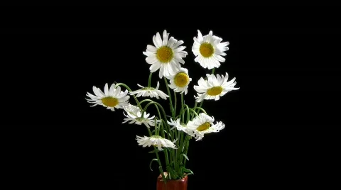 Karikakkrad Video stock 855734