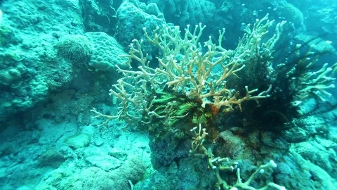 Karimun Jawa Stock Footage 84253547