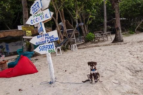 Karimunjawa, Central Java, Indonesia - November 27, 2022: Beachside pet puppi Stock Photos