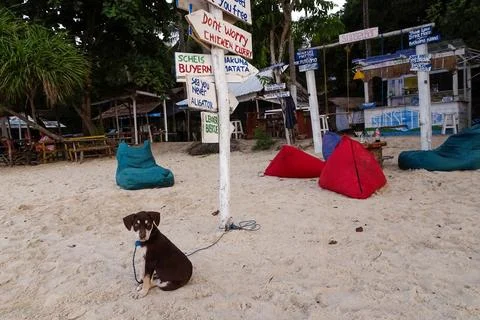 Karimunjawa, Central Java, Indonesia - November 27, 2022: Beachside pet puppi 스톡 사진