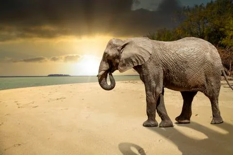 Karimunjawa indonesia java beach sunset with elephant side view Stockfoto's