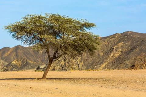 KarnakTemple Stock Photos
