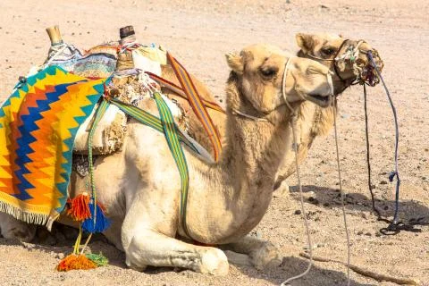 KarnakTemple Stock Photos