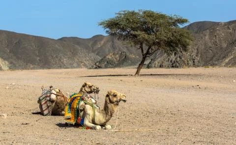 KarnakTemple Stock Photos