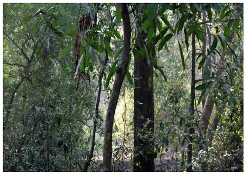 Karnala Forest mongo trees Stock Photos