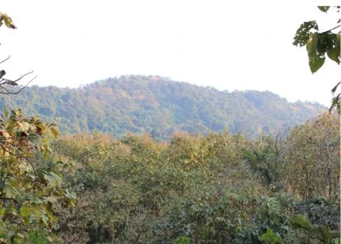 Karnala Forest Stock Photos