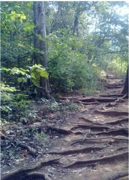 Karnala Forest roots of trees Stock Photos