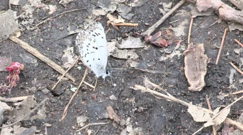 Karner Blue Butterfly on the ground Stock Footage 49689953