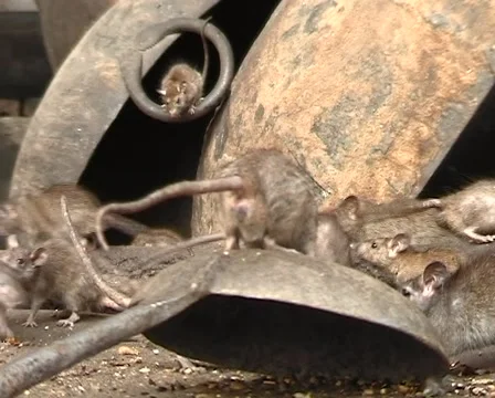 Karni Mata, rat temple Stock Footage