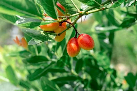 Karonda fruit on the tree Stock Photos