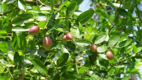 Karonda Plant Stock Footage 335215163