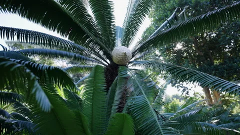 Karoo Cycad in Focus Stock Footage 312913528