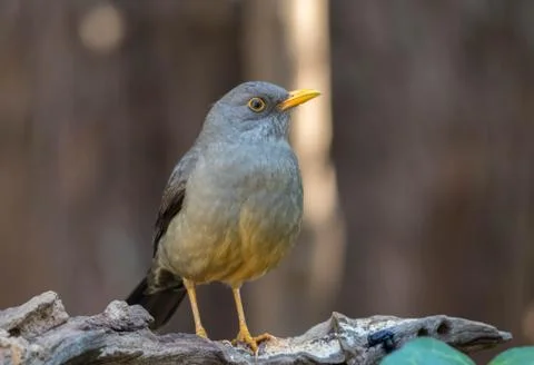 Karoo thrush - turdus smithii Stock Photos