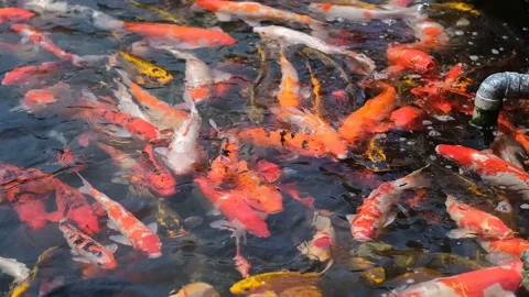 Karpy Stock Footage 235003993