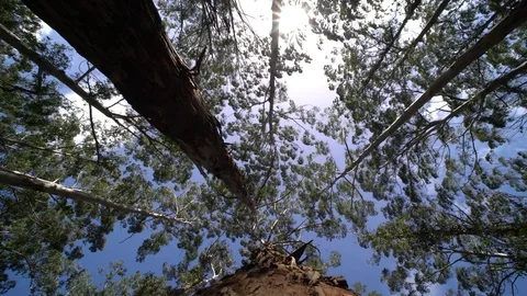 Karri Forest Stock Footage 79608500