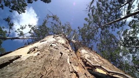 Karri tree swaying Stock Footage 79608105