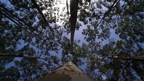 Karri trees Stock Footage 79606702