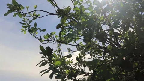 Karst areas (3) Stock Footage 296526007