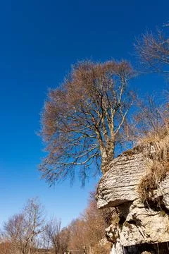 Karst Formations and Bare Beech Trees - Lessinia Plateau Veneto Italy Stock Photos