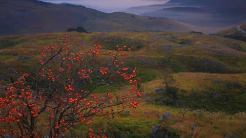 Karst Plateau, Mount Otoko, Mount Gongen, and the Persimmon Trees at Sunrise Stock Footage 330463480
