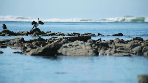 Karuhiruhi drying wings Stock Footage 251687409