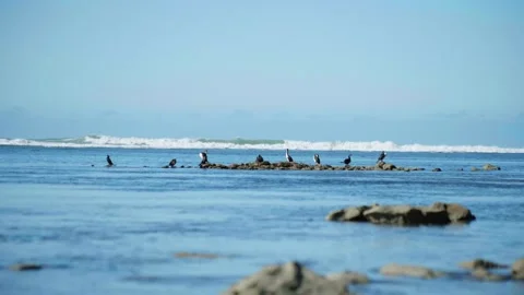 Karuhiruhi Flying back to the group Stock Footage 251687624