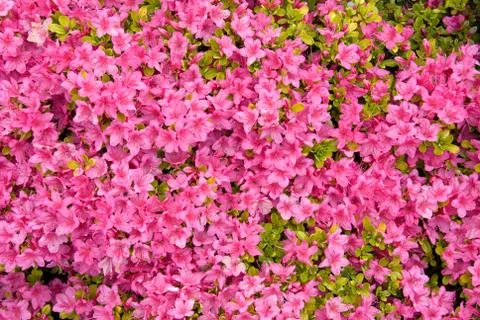 Karume azalea Stock Photos