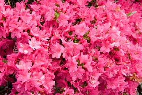 Karume azalea Stock Photos