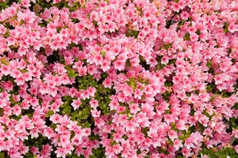 Karume Azalea Stock Photos