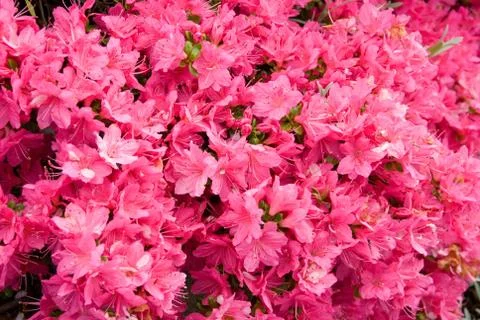 Karume Azalea Foto stock