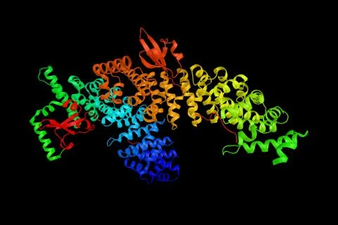 Karyopherin alpha 1, a protein shown to interact with KPNB1 and UBR5. 3d re.. Illustrazione stock